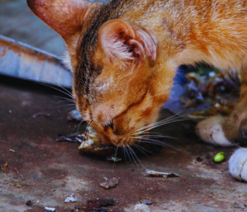 Do Cats Eat Insects: Surprising Facts Every Owner Should Know