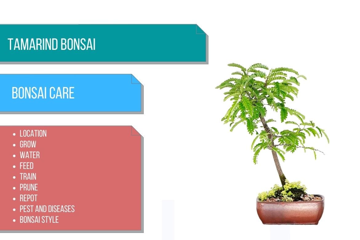 Tamarind bonsai care | by Bhupinder Singh | Medium