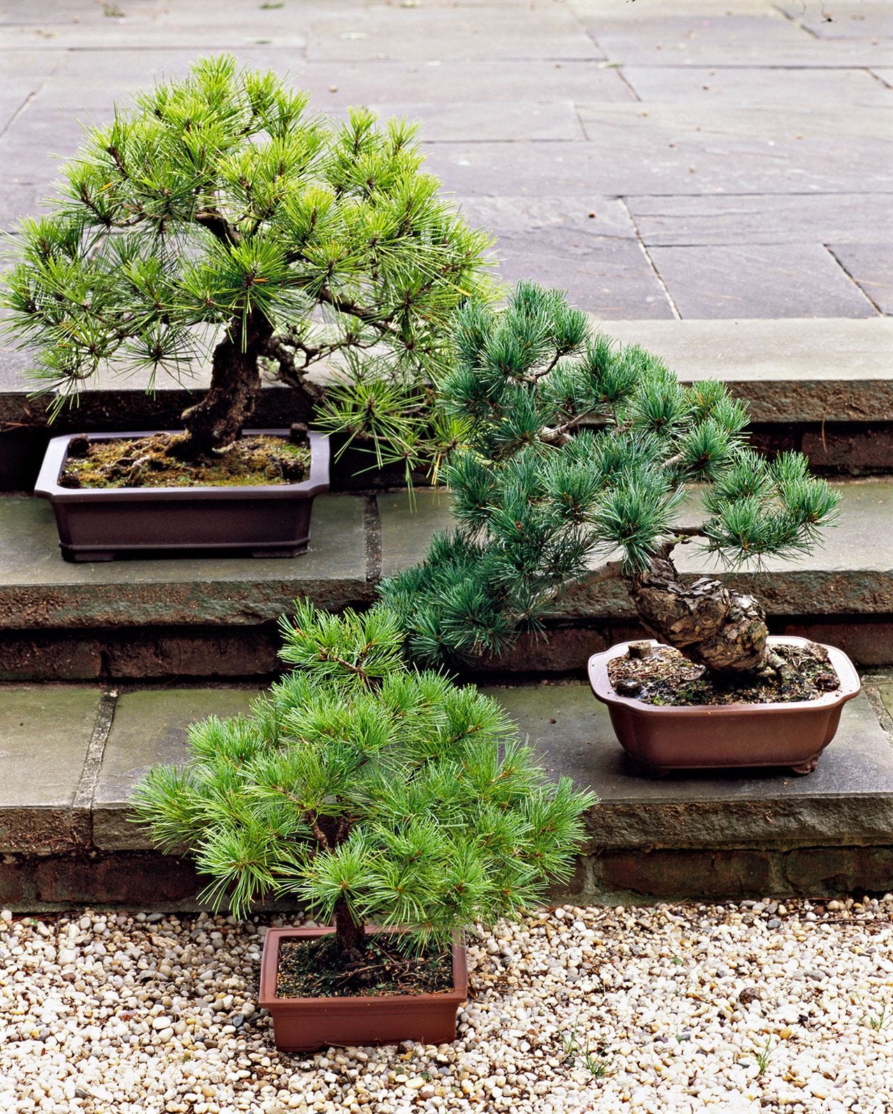 Simple Guide to Keeping Bonsai Trees Alive | by Mariya Kanegi | Medium