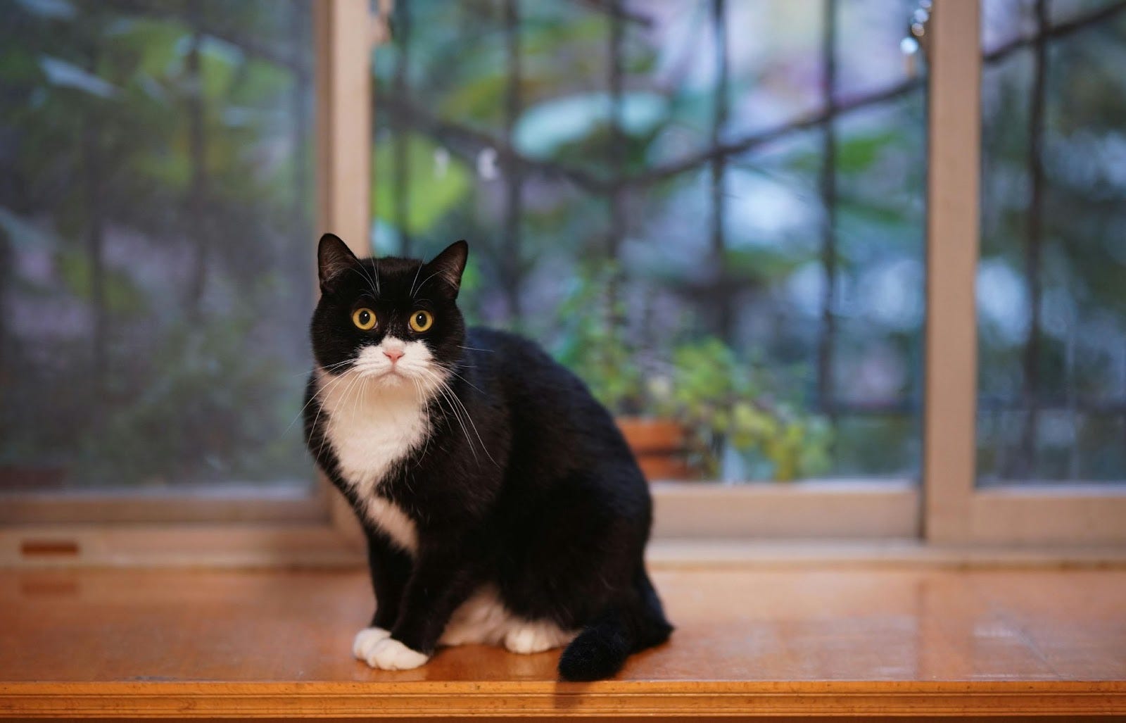 What Cat Breeds Have Tuxedo Coloring: Stunning Feline Facts Revealed