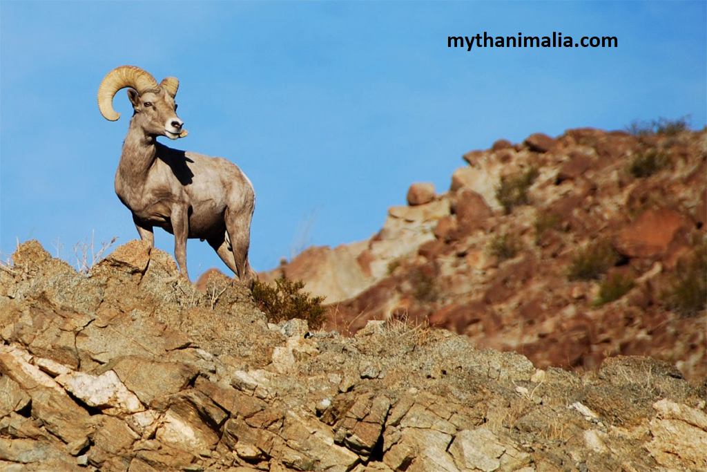 Death Valley Wildlife Animals & Plants | by Sulemaangaming | Medium