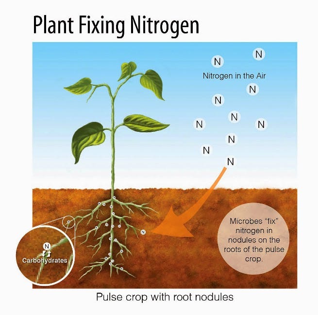 Nitrogen Fixing Plants. Original post by Paul Alfrey can be | by  Polyculture Sara | Medium