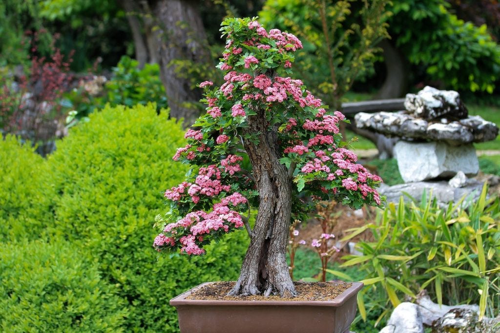 bonsai ähnlich Ficus retusa main image 0