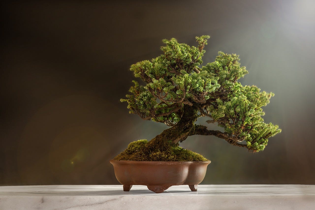 Planting a Bonsai Tree in Your Yard | by Mariya Kanegi | Medium