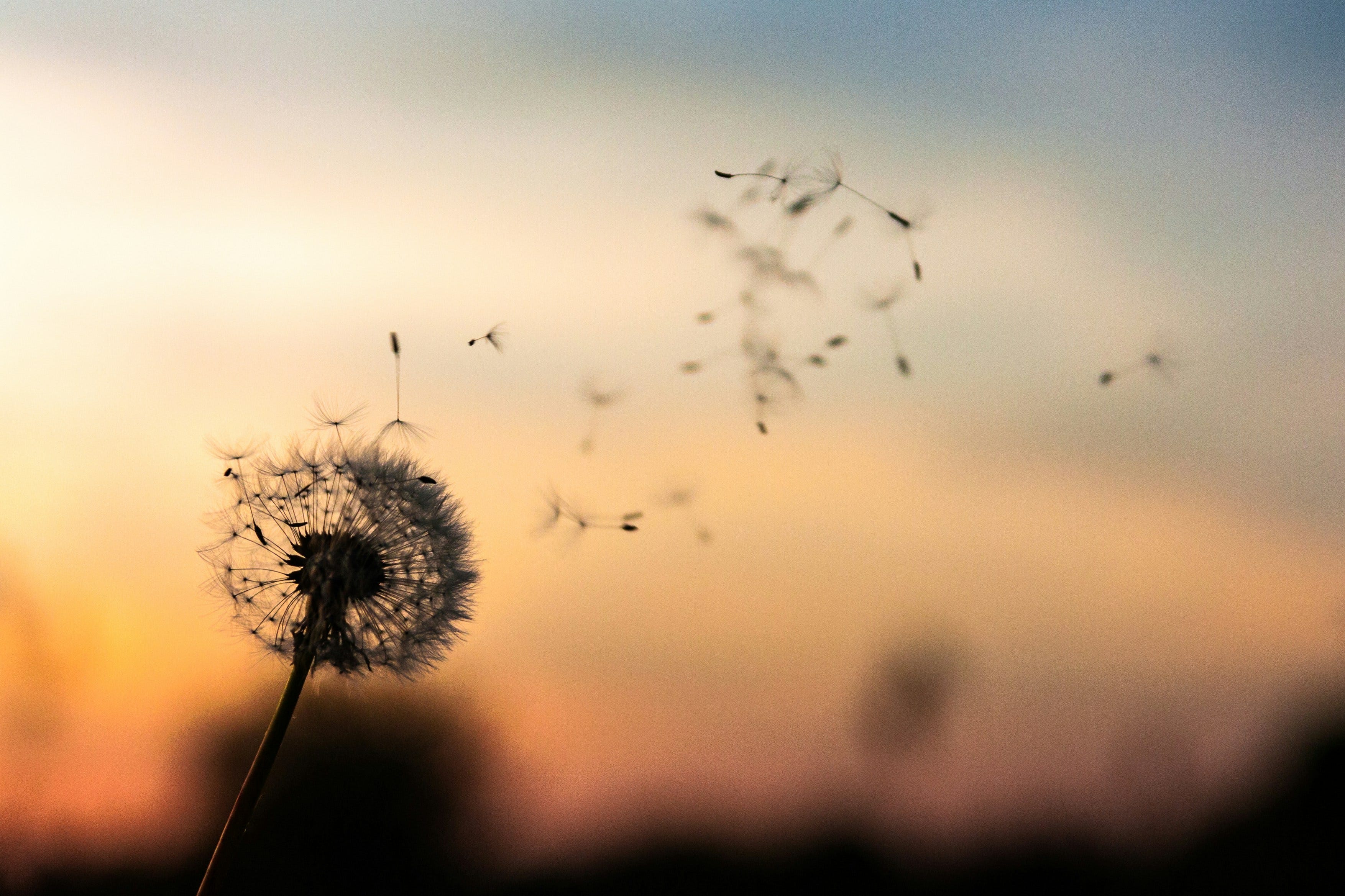 Dent-de-Lion. The Flower that Flies, the Spirit that… | by Hananel