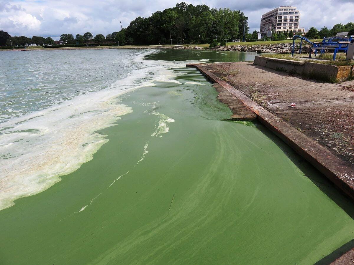 Eutrophication: A Perfect Storm Is Brewing | by Karina Collins | Medium, image size:1200x900