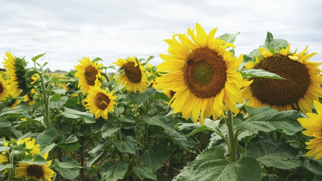Best Companion Plants for Sunflowers | by Marcie Pratt | Medium