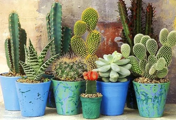 What is Root Rot & How Do You Fix it? | by Succulent City | Medium