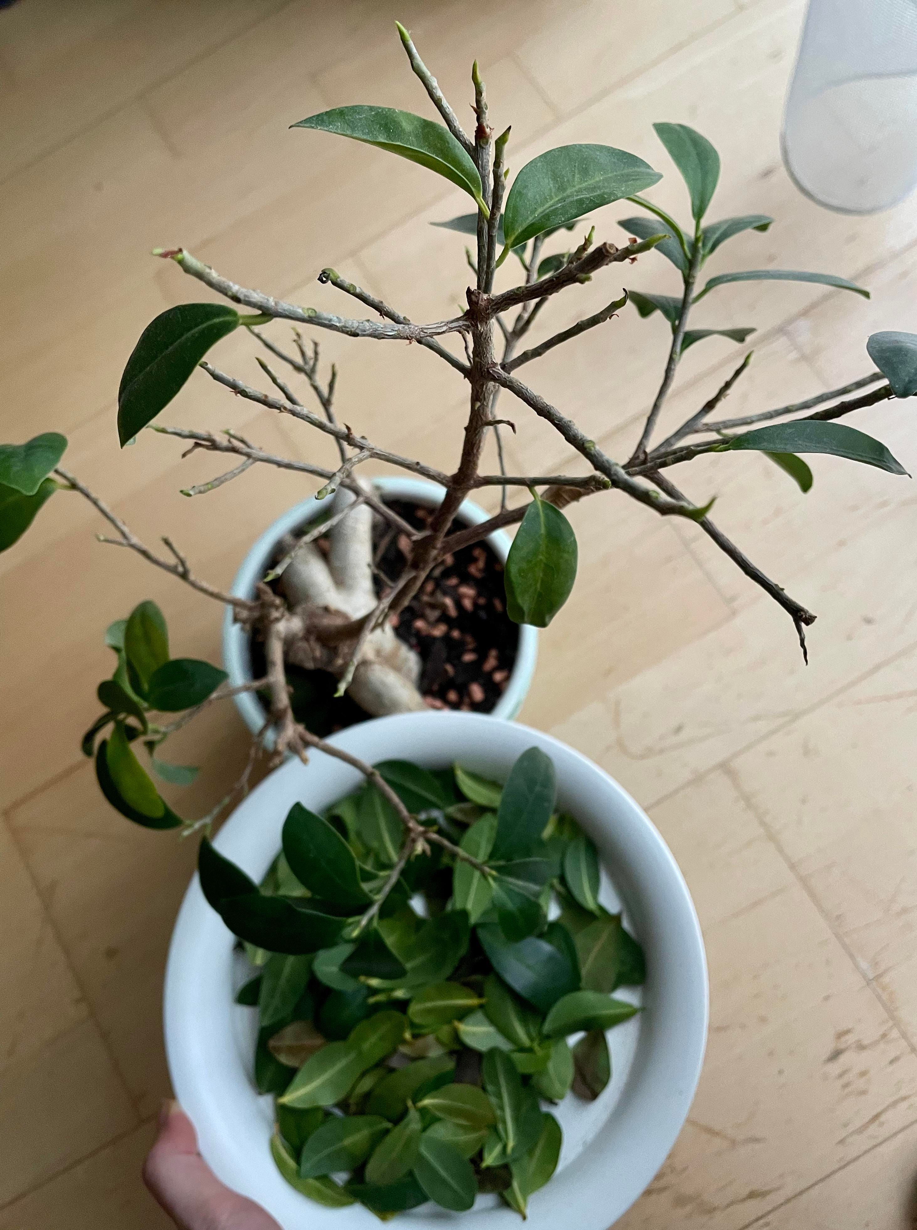 What to Do When Your Bonsai Leaves Are Falling Off | by Mariya Kanegi |  Medium