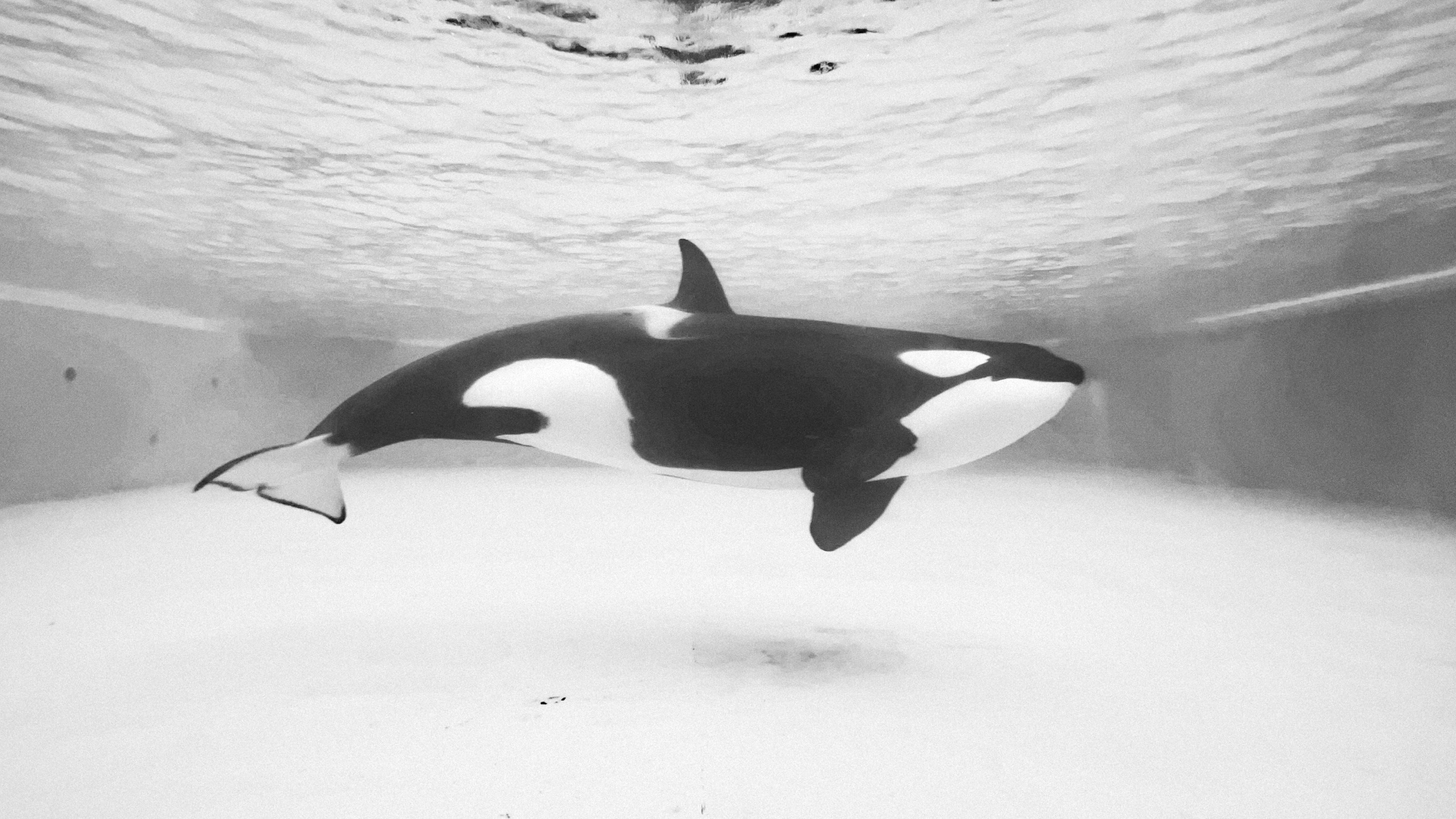 Baby Orca Crying For Mom
