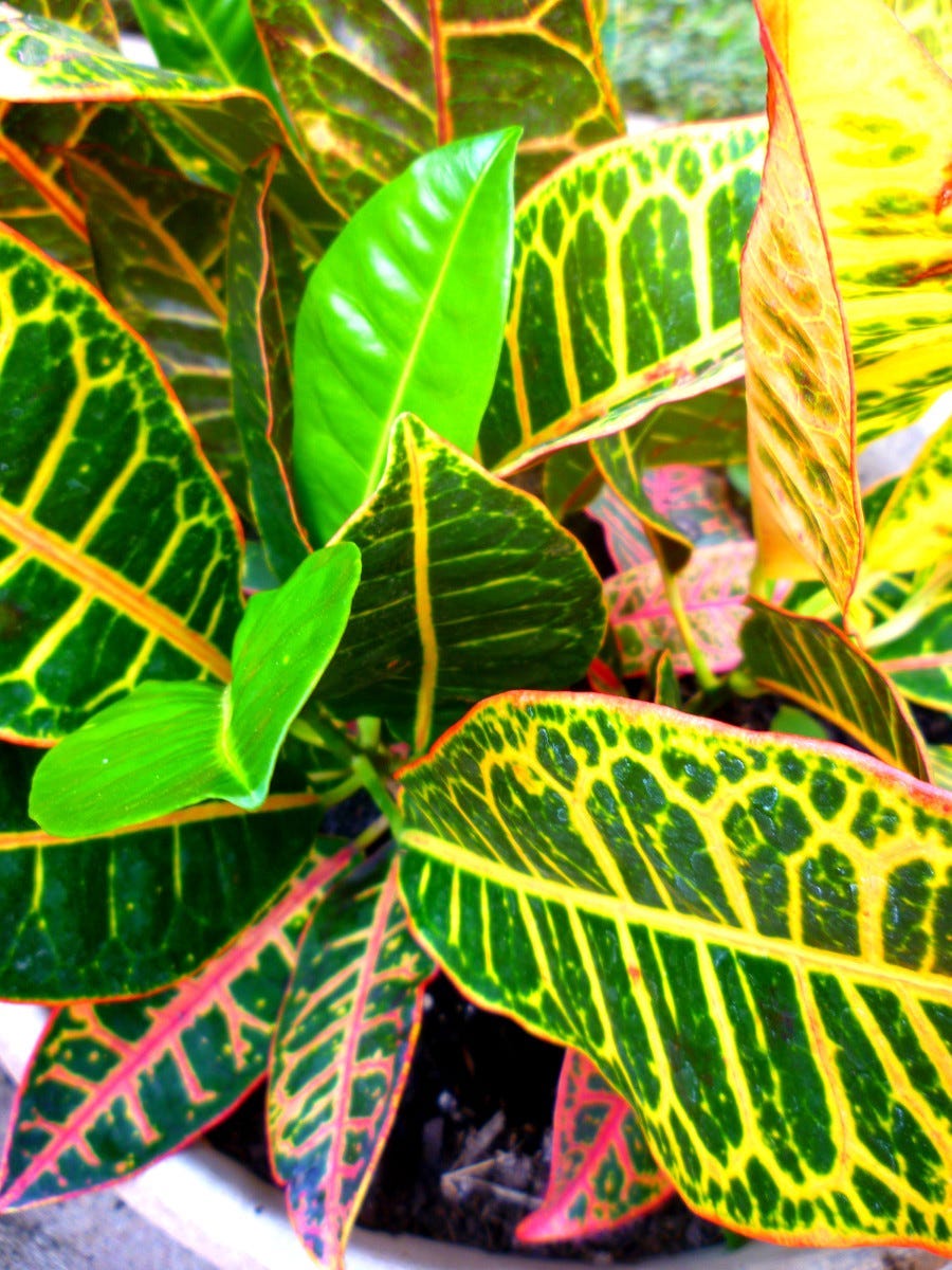 Growing Crotons. Indoors and in the Garden | by Peggy Woods | Never Stop  Writing | May, 2026 | Medium
