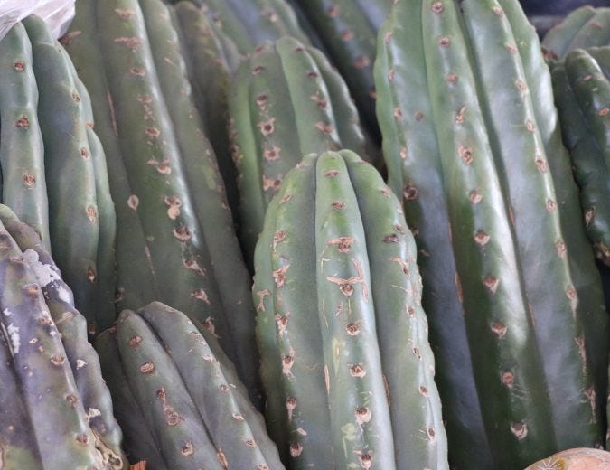 Huachuma Rising: This Cactus is Medicine For Modern Times | by Ocean  Malandra | Medium