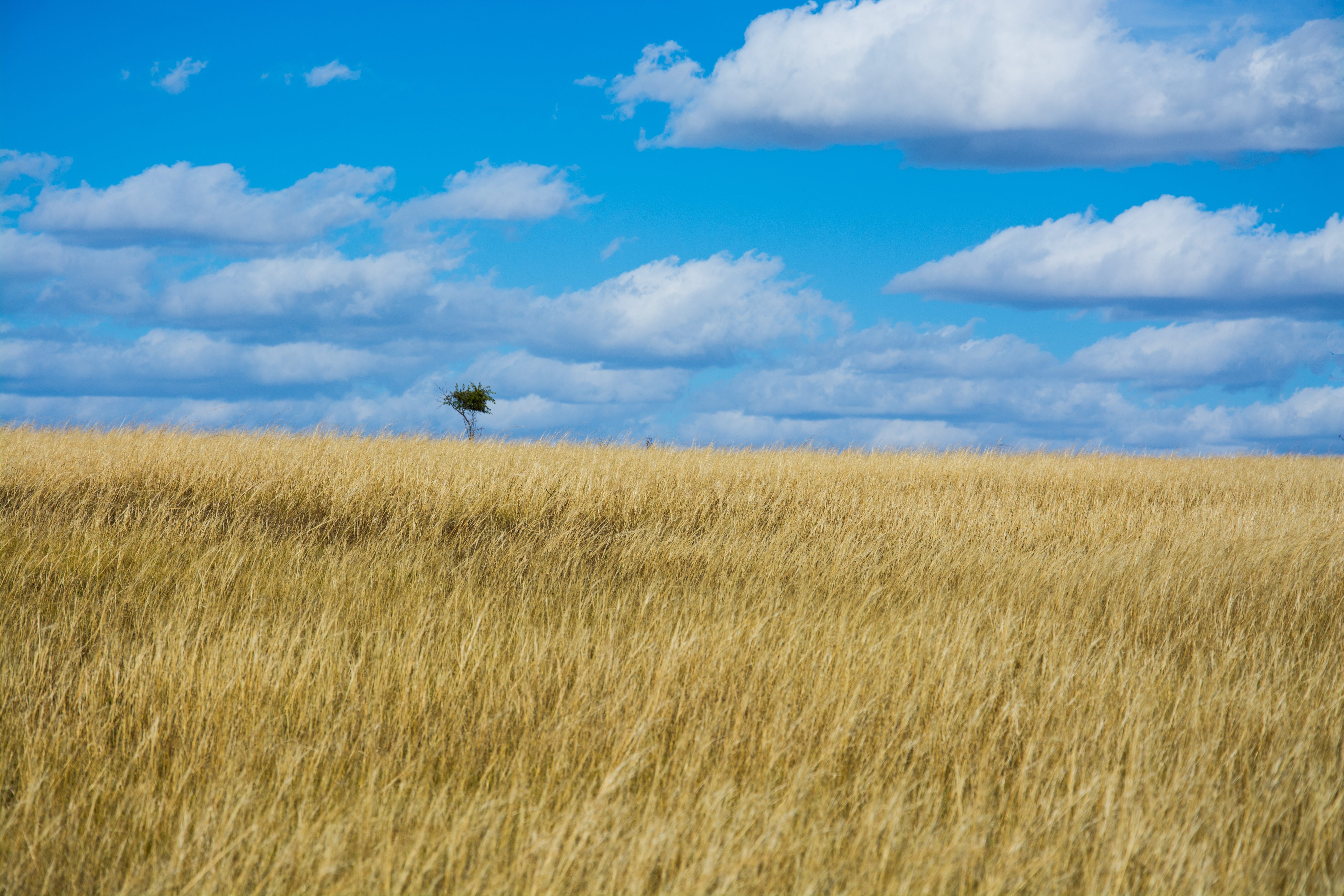 Imagen De Alta Definición De Broad Prairie