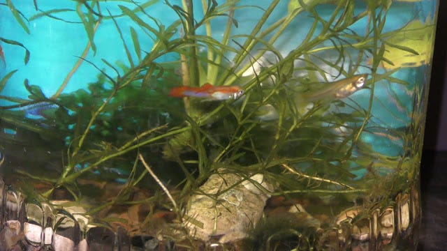 Guppy Male Dominance Behavior: Unveiling Secrets of Social Hierarchy