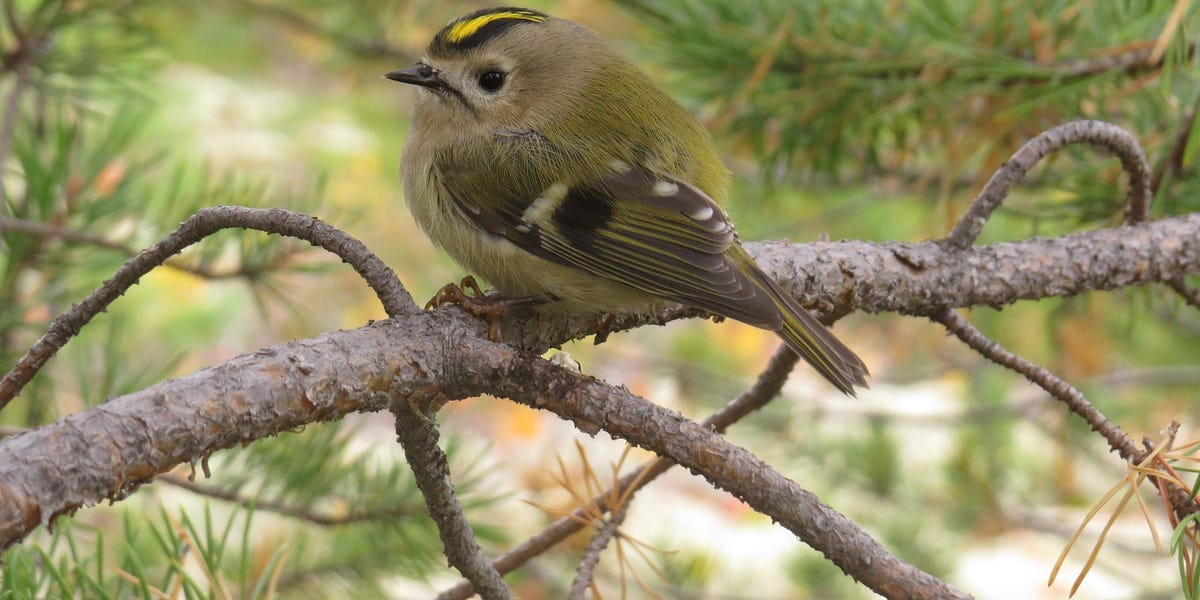 その他 ecologista Ecosystem Restoration in Biodiversity Hotspots: Conservation with