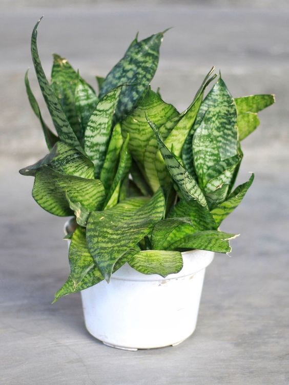 Air-Purifying Indoor Plants You Need | by Maheen kanwal | Medium