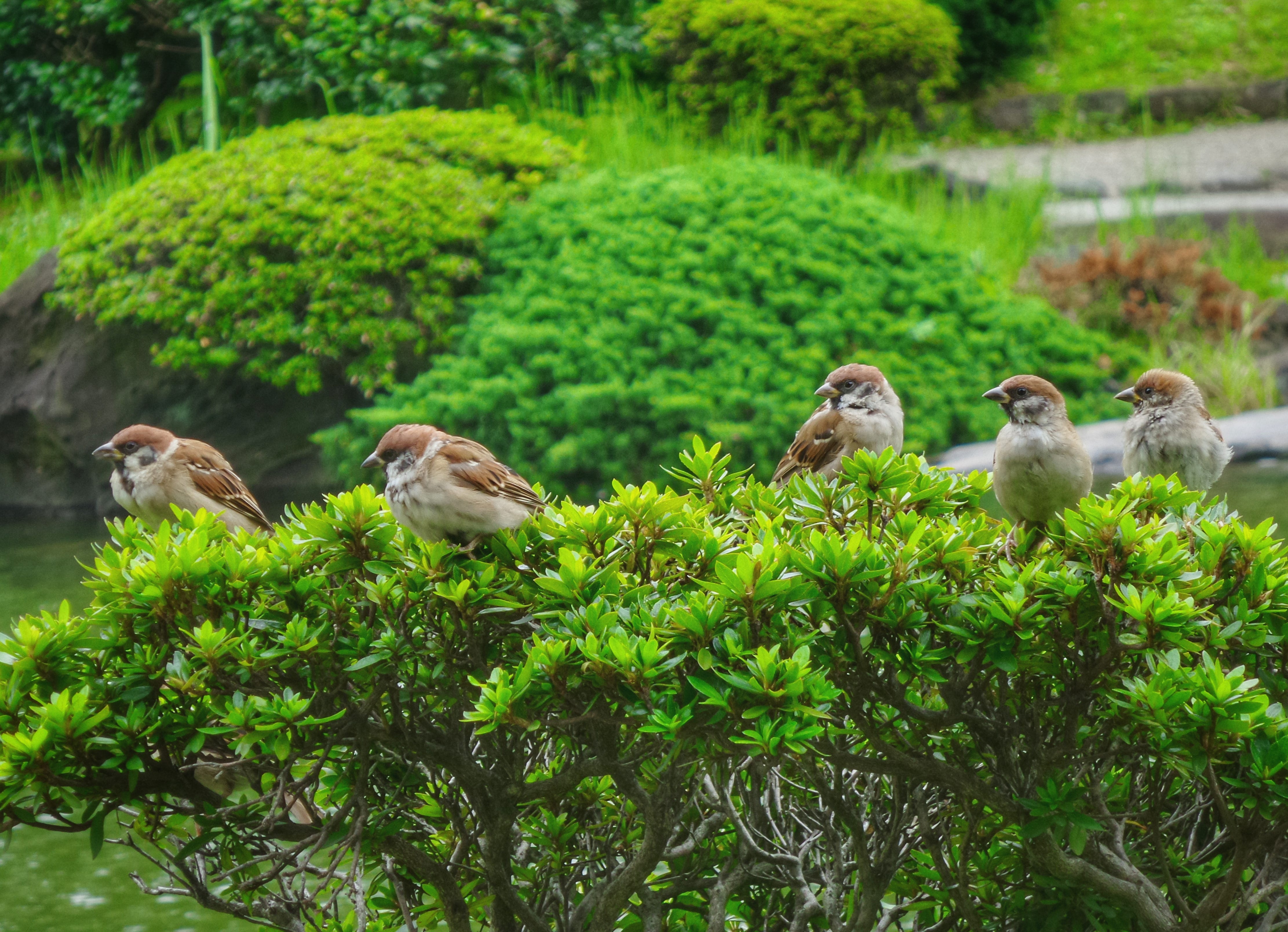 What Behavior to Birds Have When Its Going to Rain: Surprising Signs Revealed