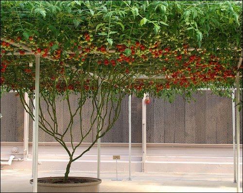 Like Water for Tomatoes? Year-round Gardening with Hydroponics | by  Homestead Org | Medium