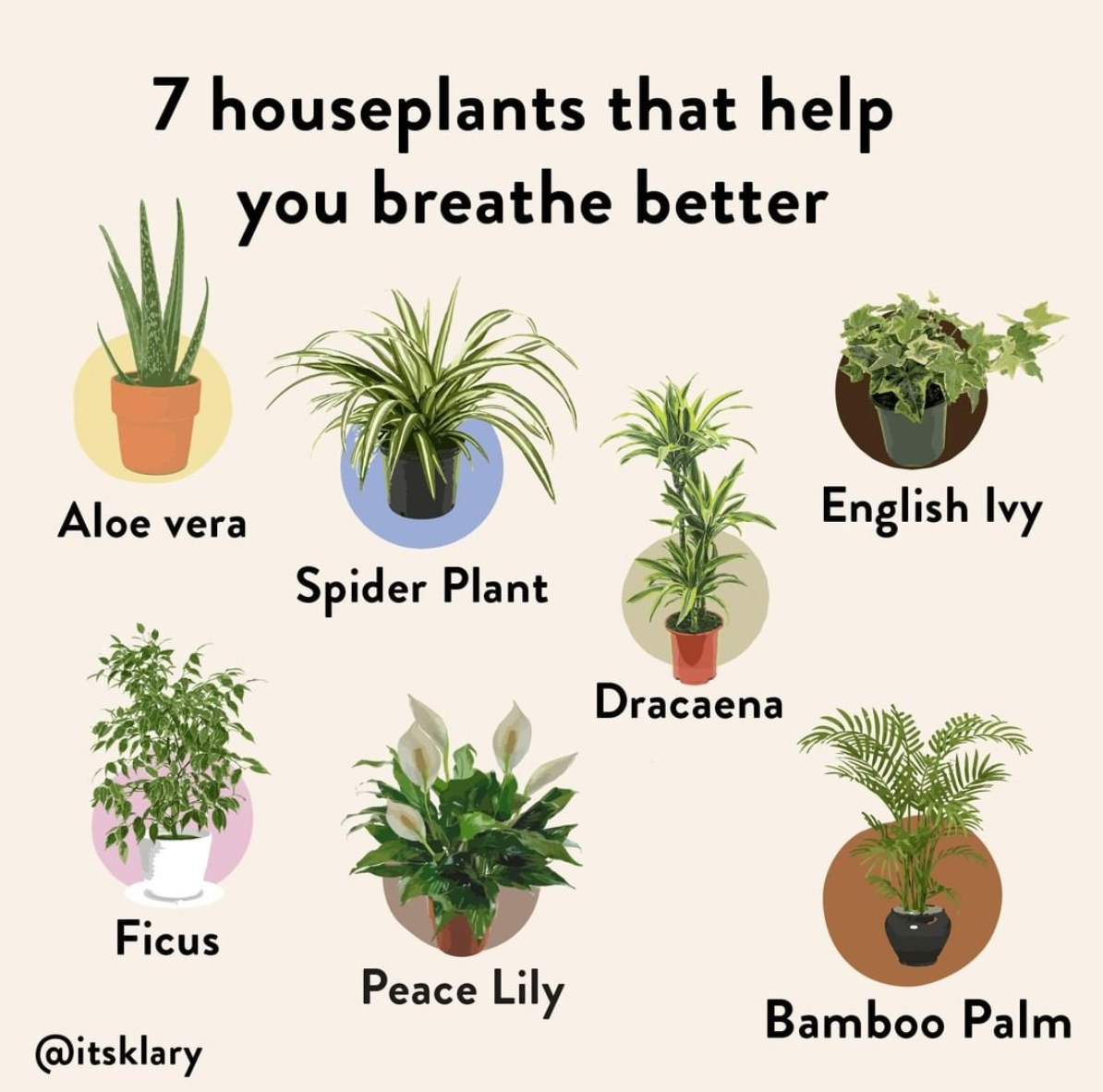 7 Detoxifying Plants for Your Living Space | by Plant Potheads | Medium