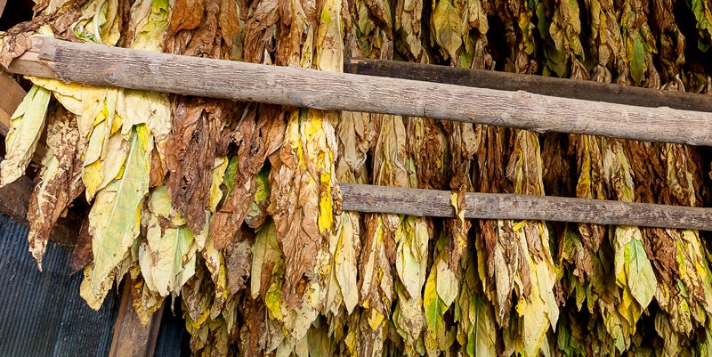 Flavors and Types of Virginia Tobacco | by Happy Smoking | Happy Puffs
