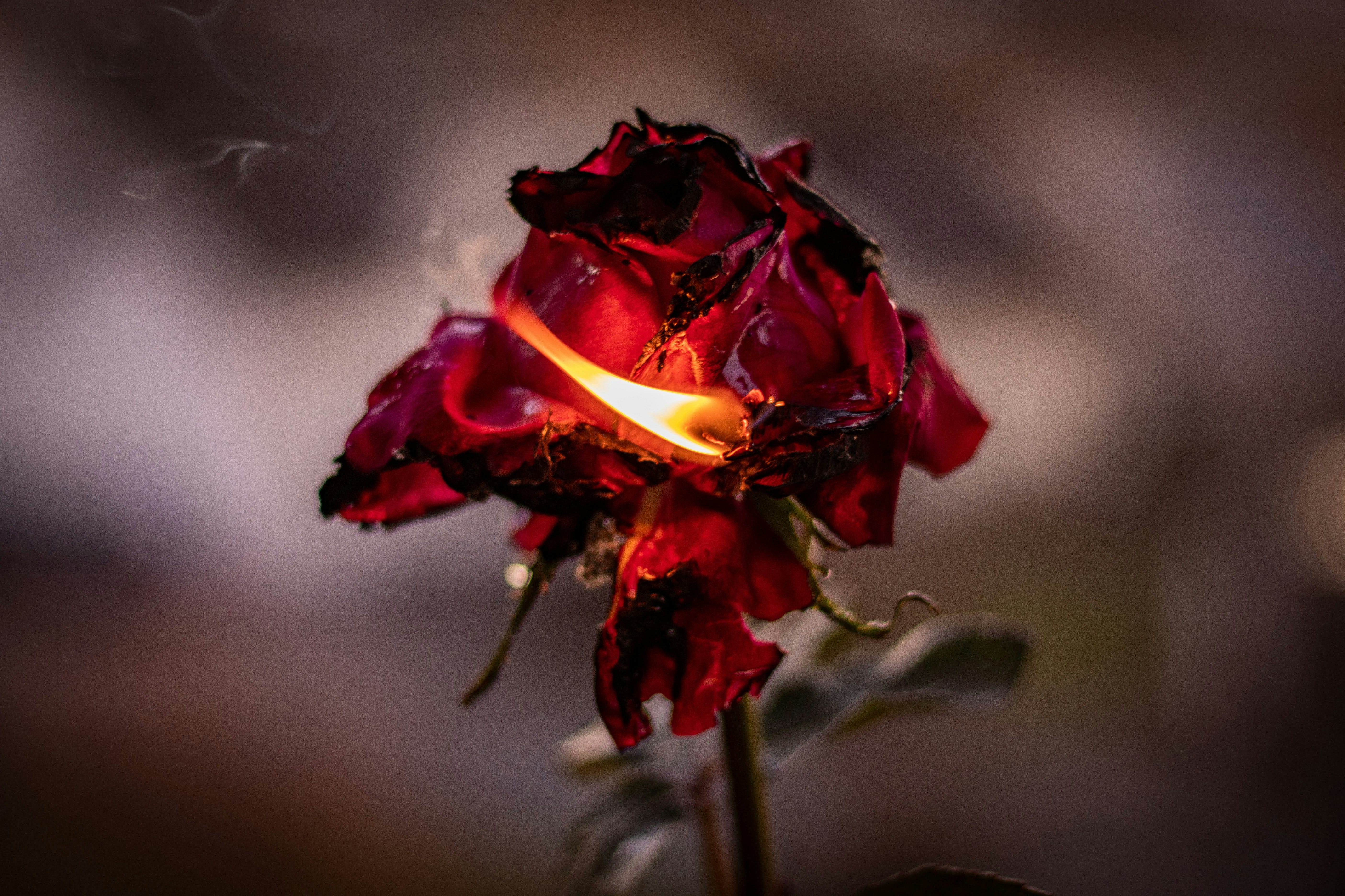 Photo by noah eleazar on Unsplash