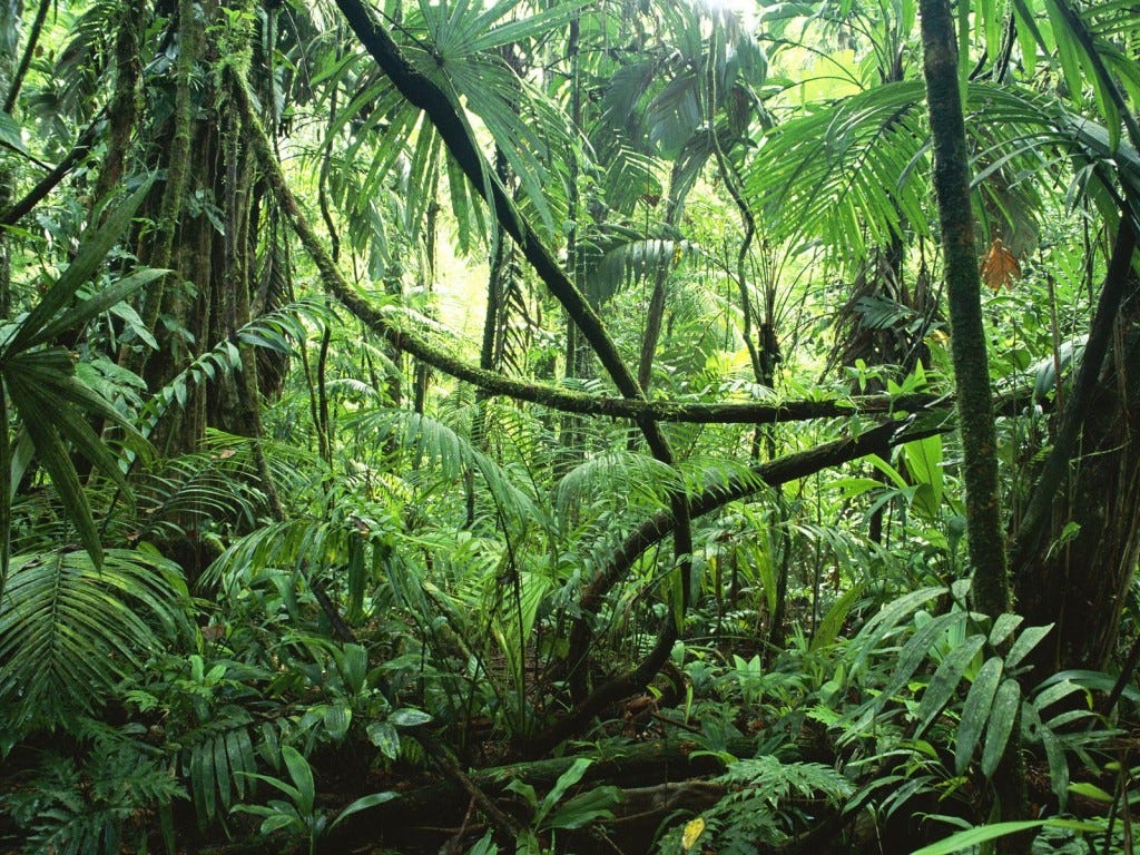 Rainforests: Biodiversity and Threats | by Joshua Payne | Medium