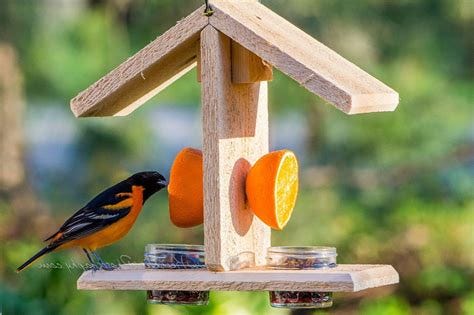 Where to Place Oriole Bird Feeder: Ultimate Spots for More Visitors