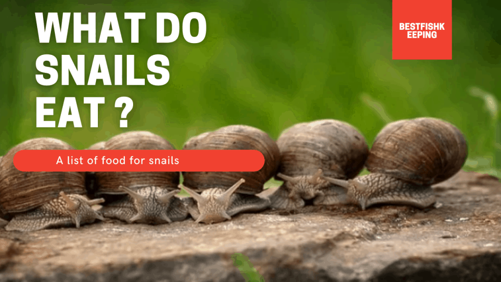 Do Snails Eat Garden Plants? Uncover the Truth