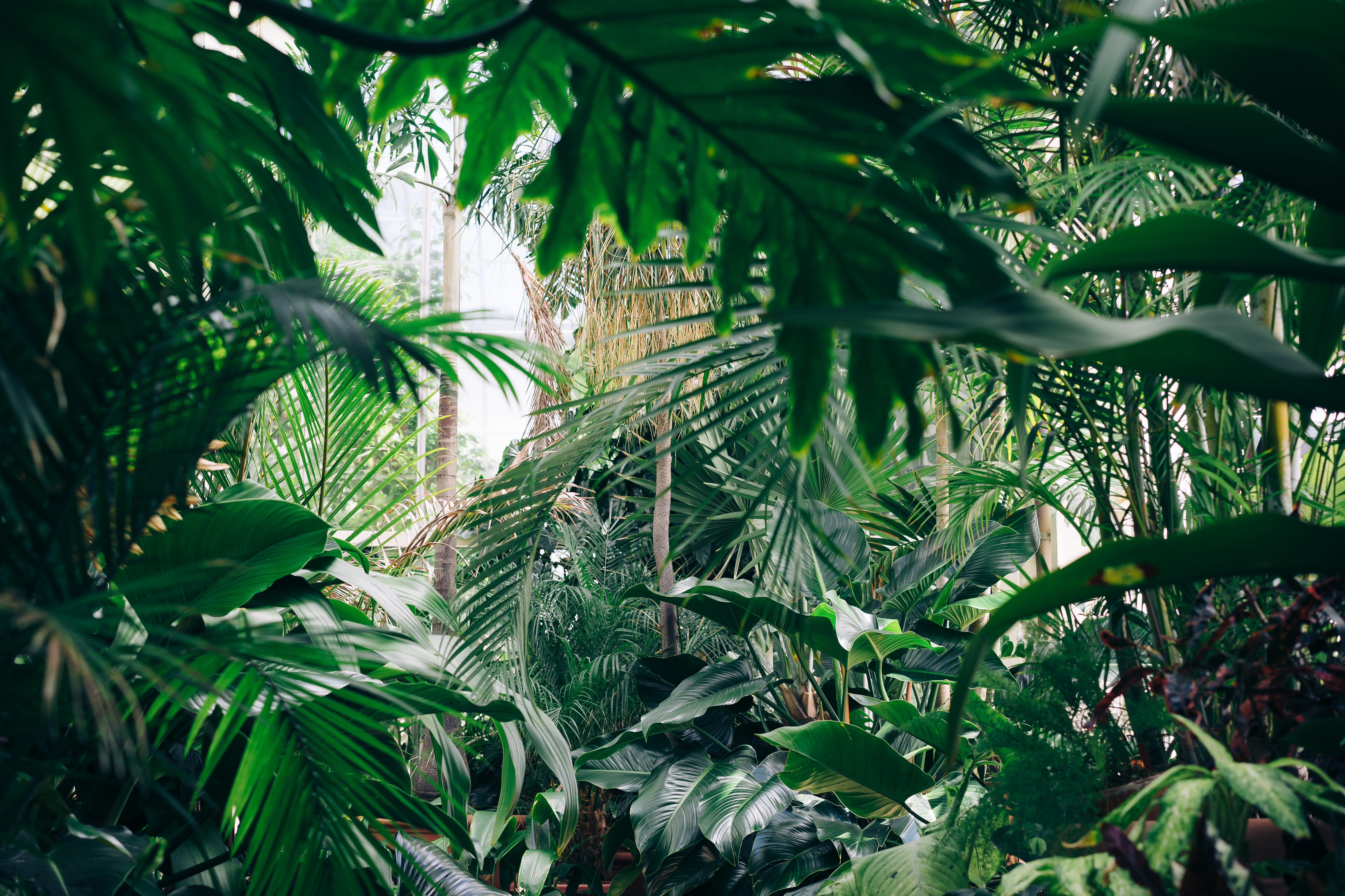This is how many plants you need to purify your home, according to science  | by Ida T. | The Plant Maiden | Medium