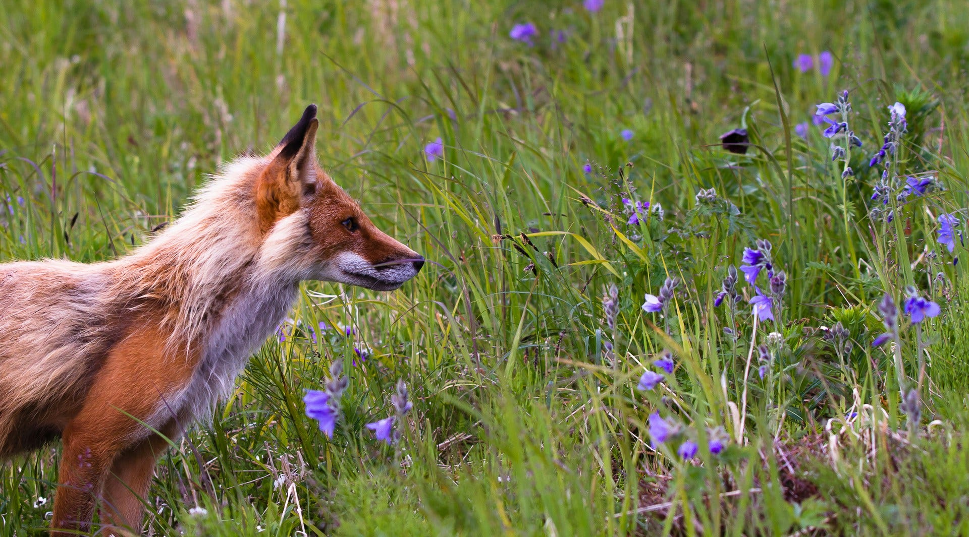 10 Mind-Blowing Facts About Nature and Wildlife | by Neziralp