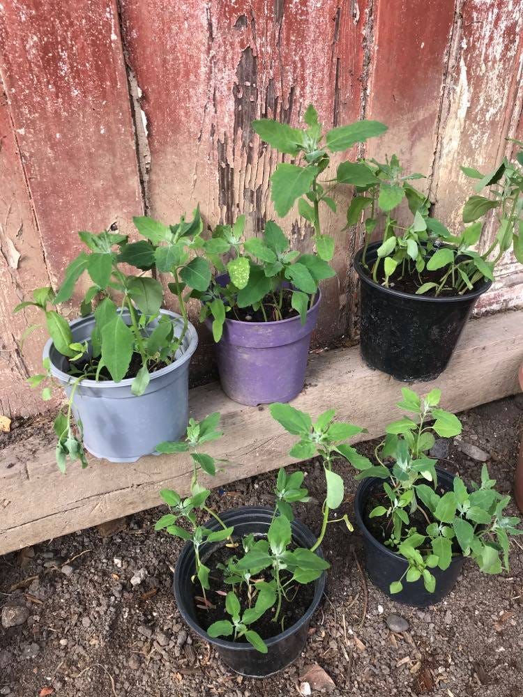 lemon drop chilli plant Chilli 'Aji Limon'  Green Harvest