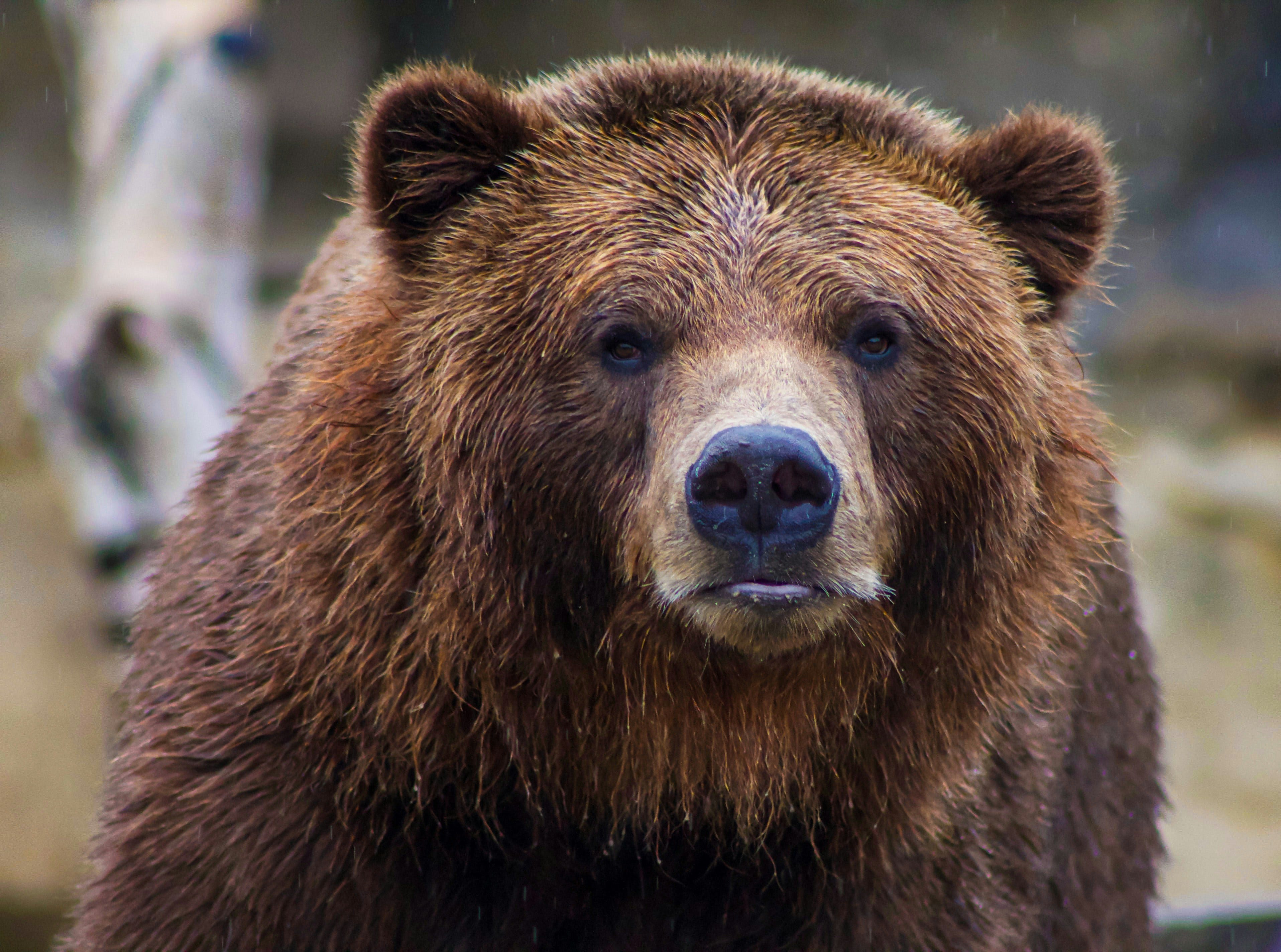 Did You Know…The Pizzly Bear Is a Polar-Grizzly Hybrid? (13) | by