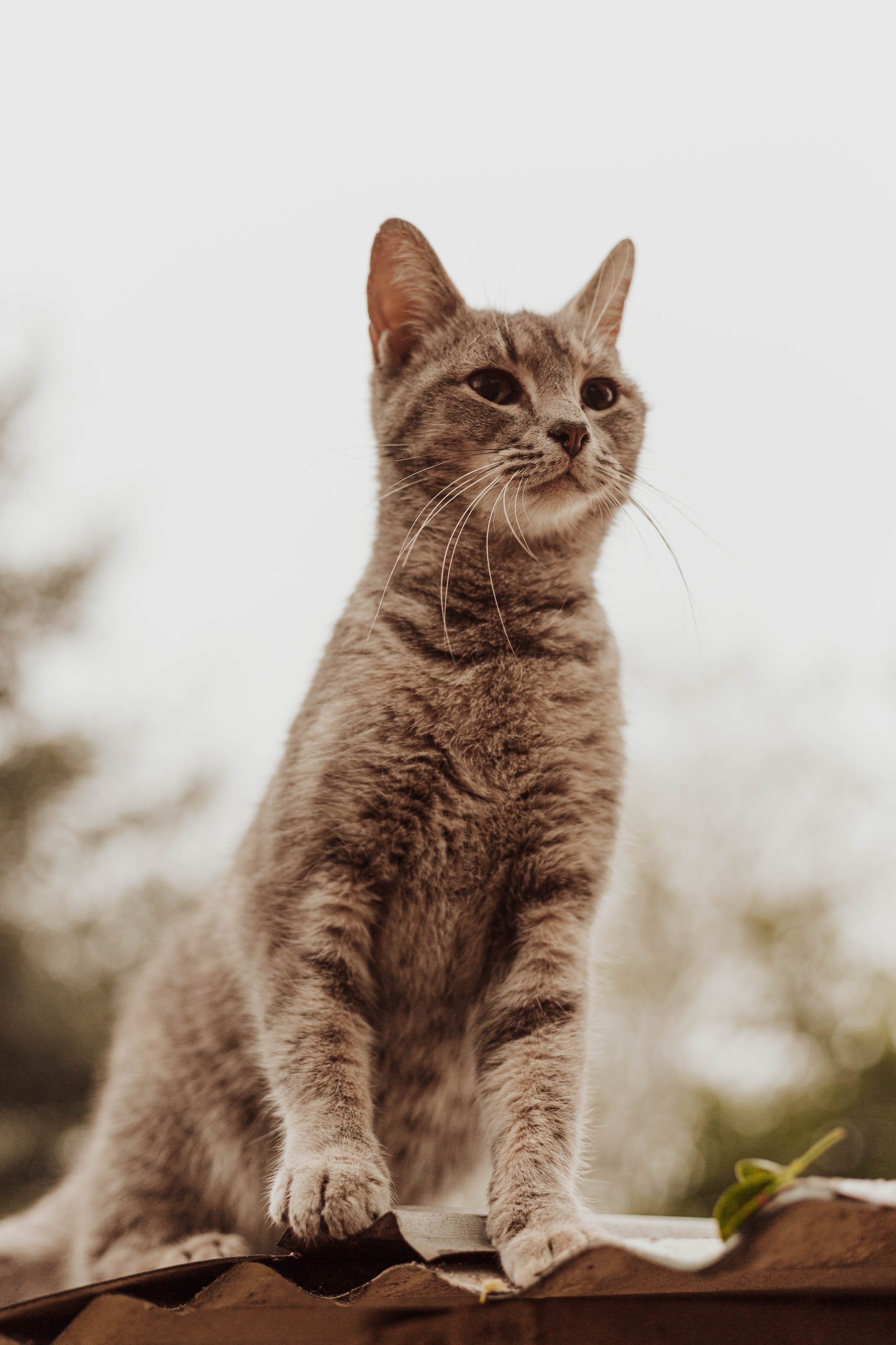 Can Cats Survive a Hurricane? Essential Safety Tips Revealed