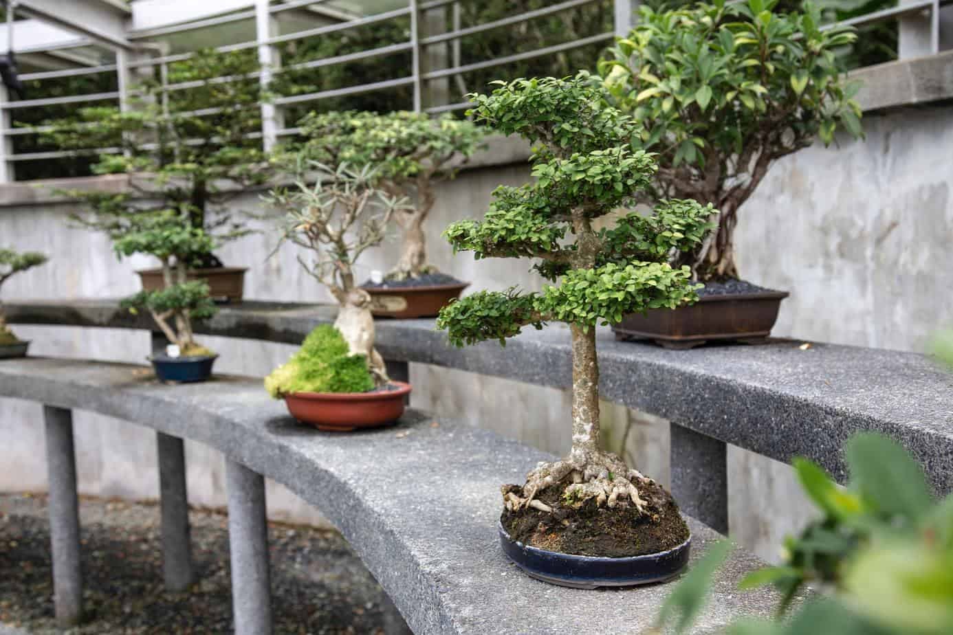 The Journey: How Many Years Does It Take to Make a Bonsai Tree? | by Mariya  Kanegi | Medium