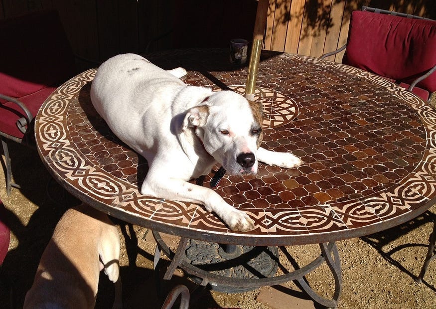 Female Dog Dominance Behavior: Key Signs and Expert Solutions