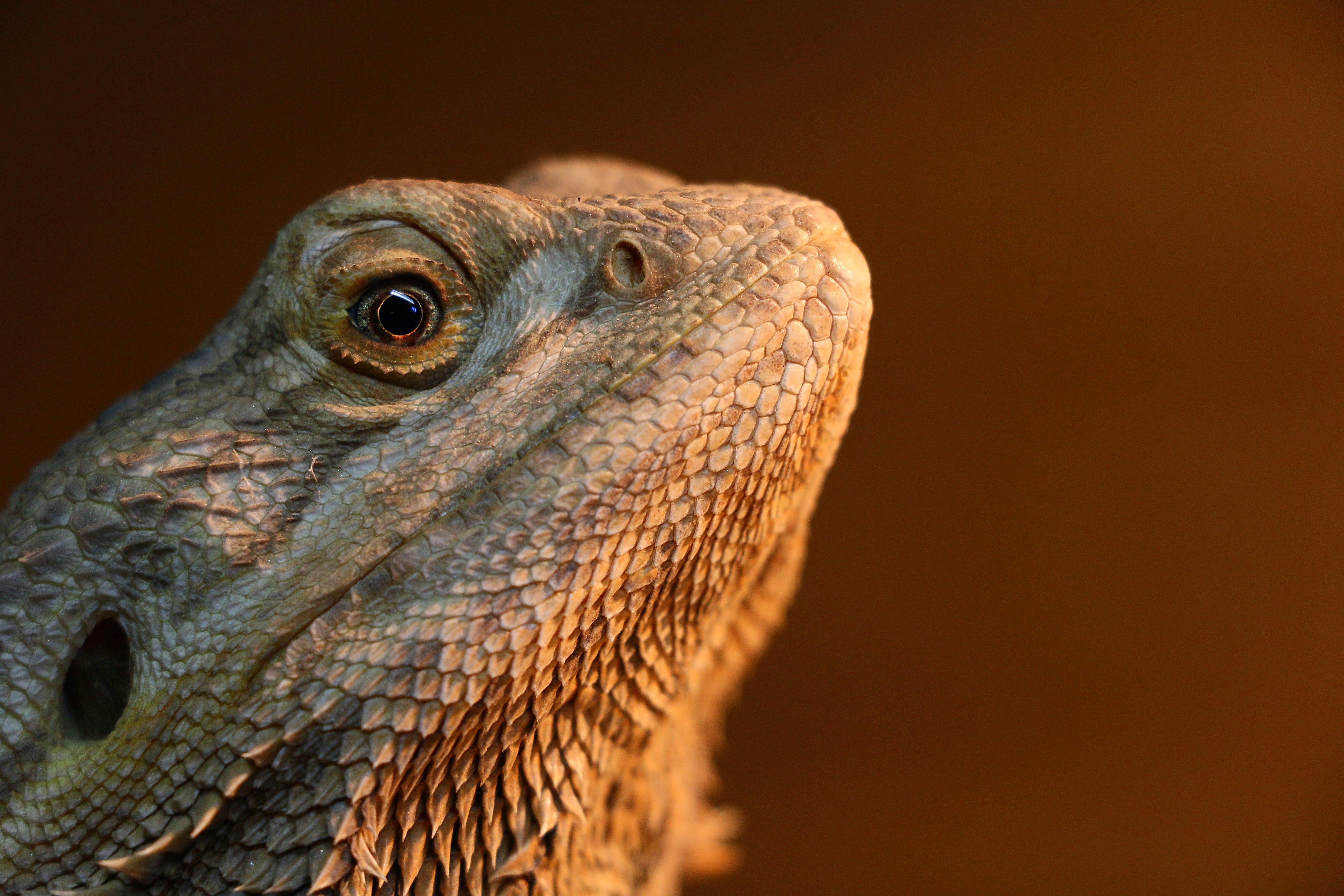 Bearded Dragons: The Perfect Pet For Just About Everyone | by Brian Tubbs |  Medium, image size:5472x3648