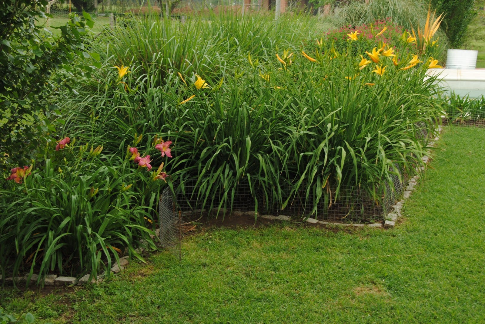 HACE TUS PROPIAS PLANTAS. HEMEROCALLIS | by Victoria Culasso | hemerocallis  | Medium, image size:1600x1071