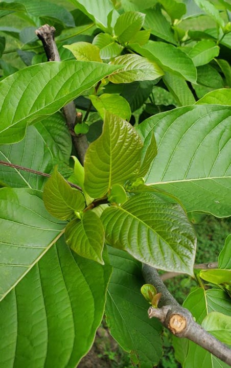 Our 3-year-old Kratom Tree from Southeast Asia | by NaturalMedicineMan |  Medium