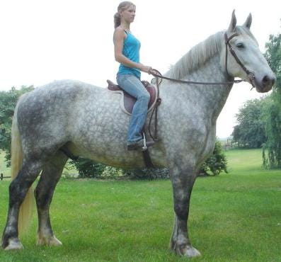 Can Horses Be Used in Modern Warfare: Surprising Military Roles