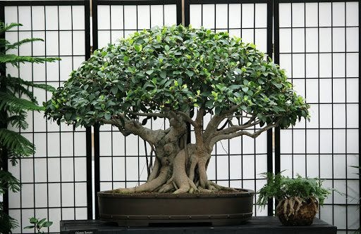 Indoor vs. Outdoor: The Perfect Spot for Your Bonsai Tree | by Mariya  Kanegi | Medium