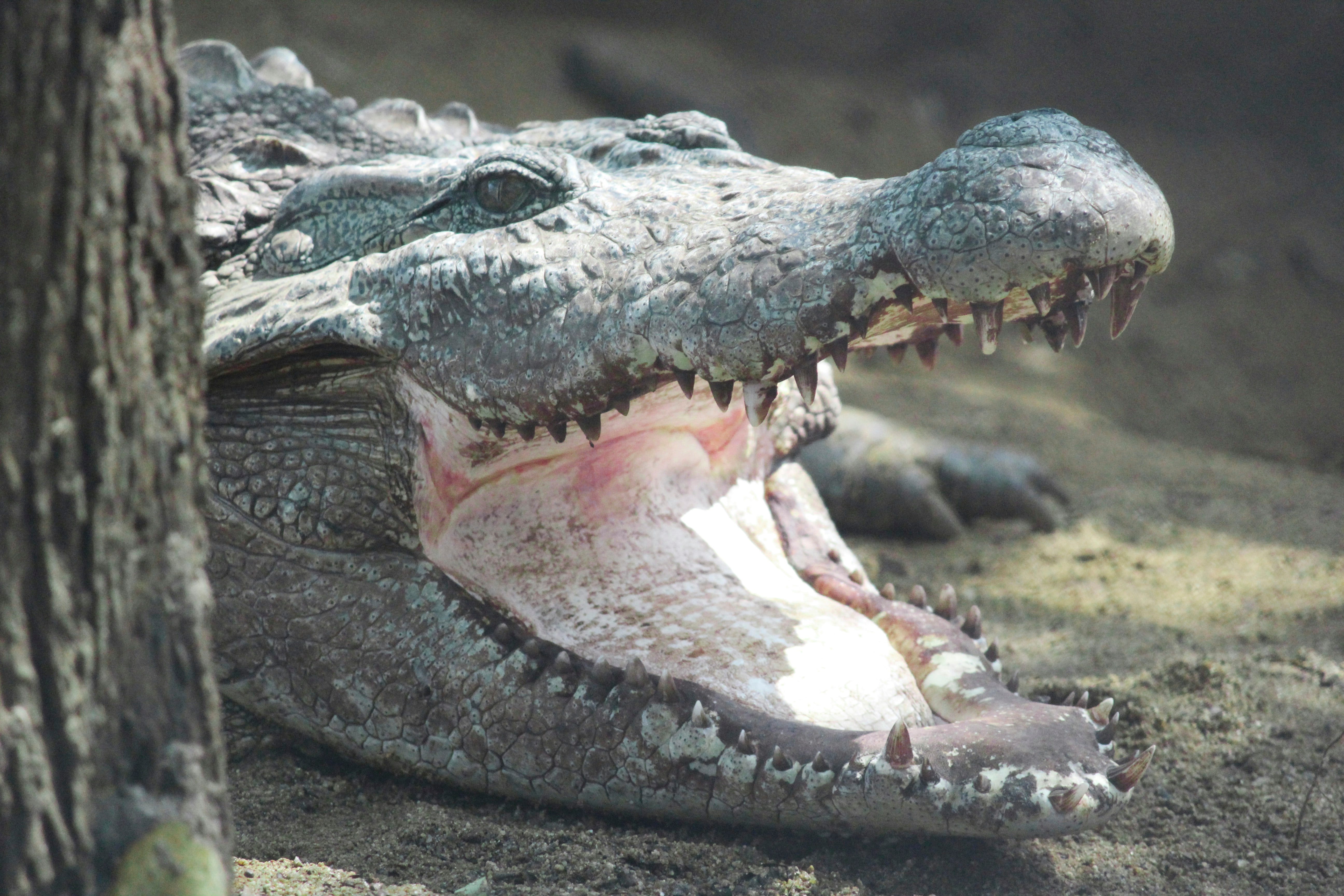 Did You Know… Why Can't a Crocodile Stick Its Tongue Out? | by