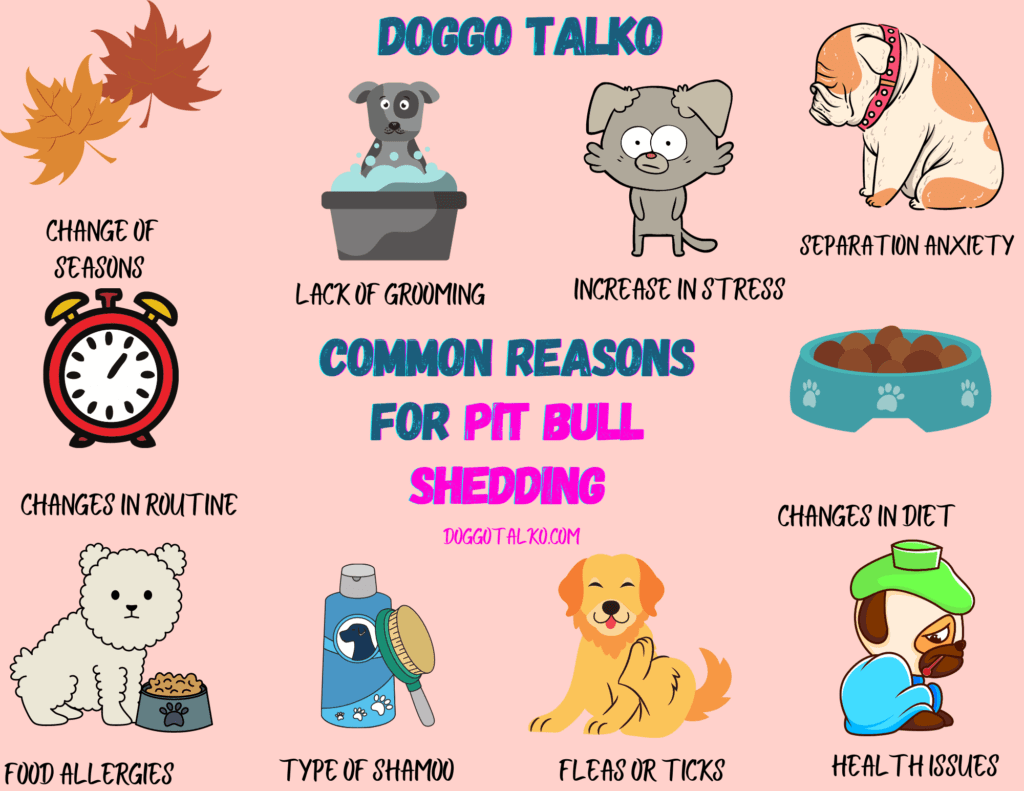 Pitbull Dog Health Problems: Essential Care Guide
