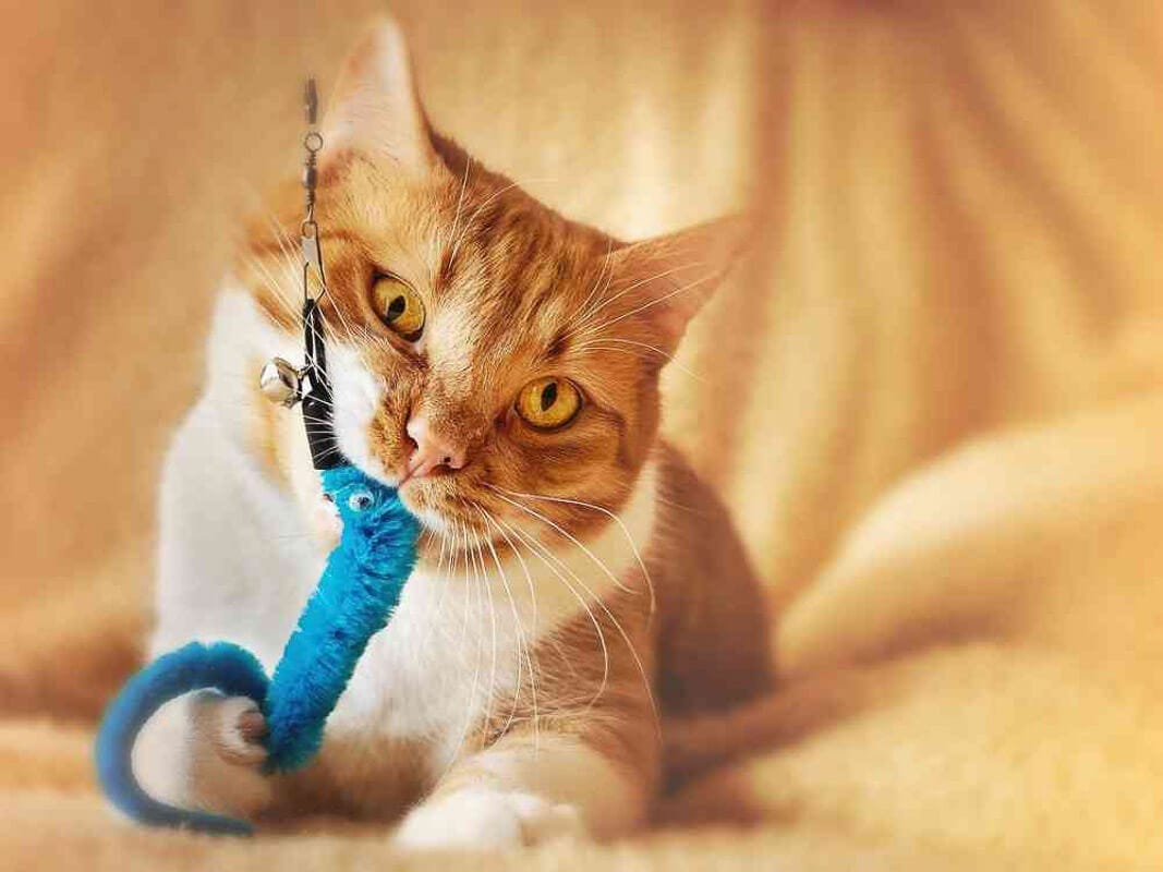 Best Cat Chew Toys: Ultimate Guide I The Discerning Cat | by  Thediscerningcat | Medium