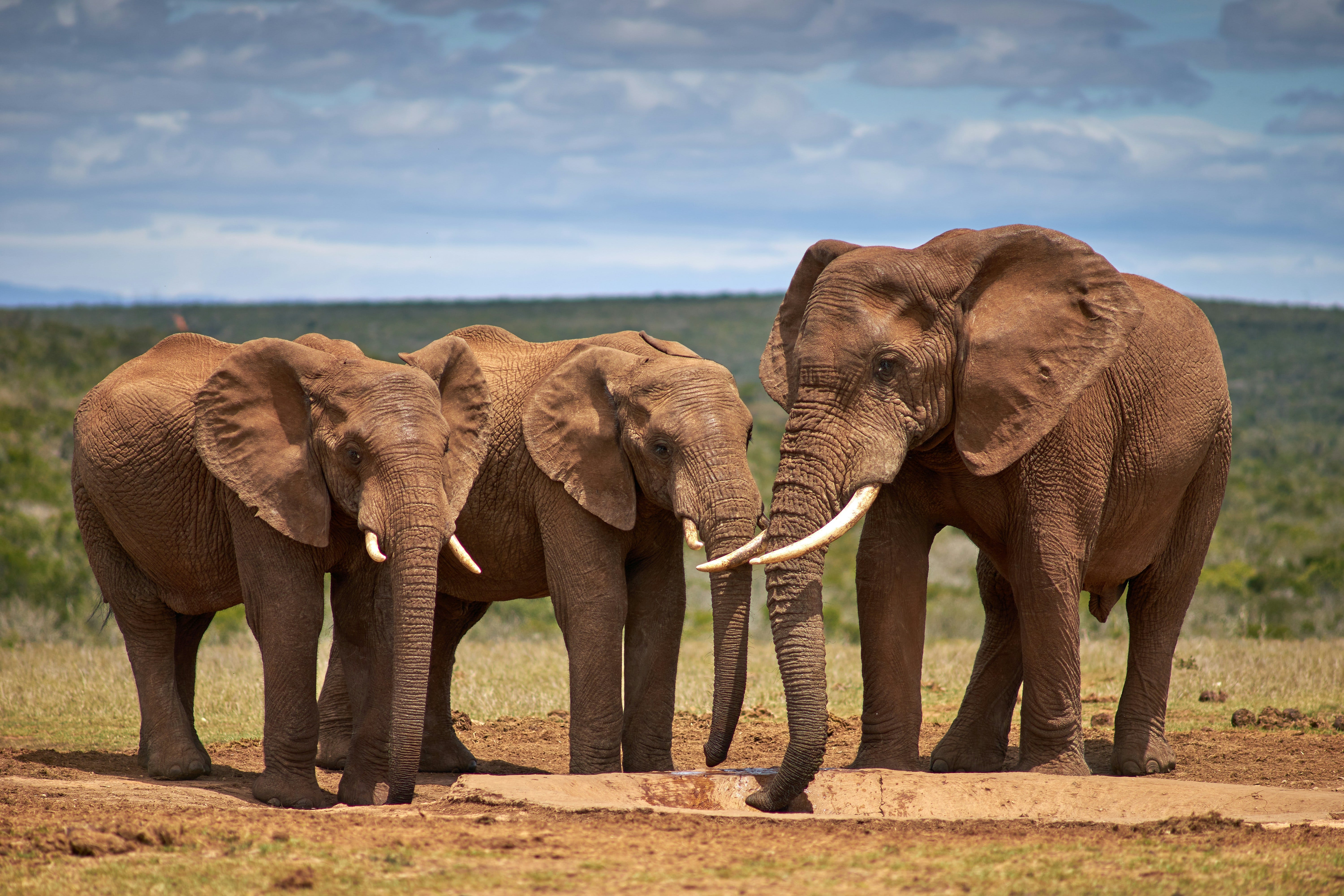 7 Facts to Know About Elephants. Check out these facts to learn more… | by  Marcus Musick | Medium, image size:6000x4000