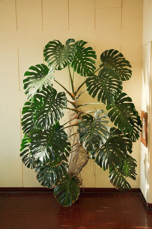 Grounds for Growth: Investigating Monstera's Response to Grounds | by Emily  Isabella | Medium
