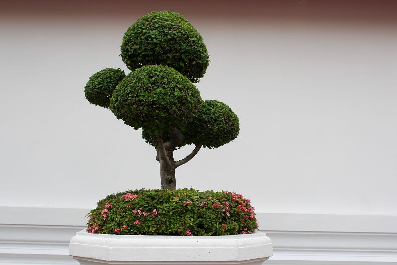 What to Do When Bonsai Leaves Are Falling Off | by Mariya Kanegi | Medium