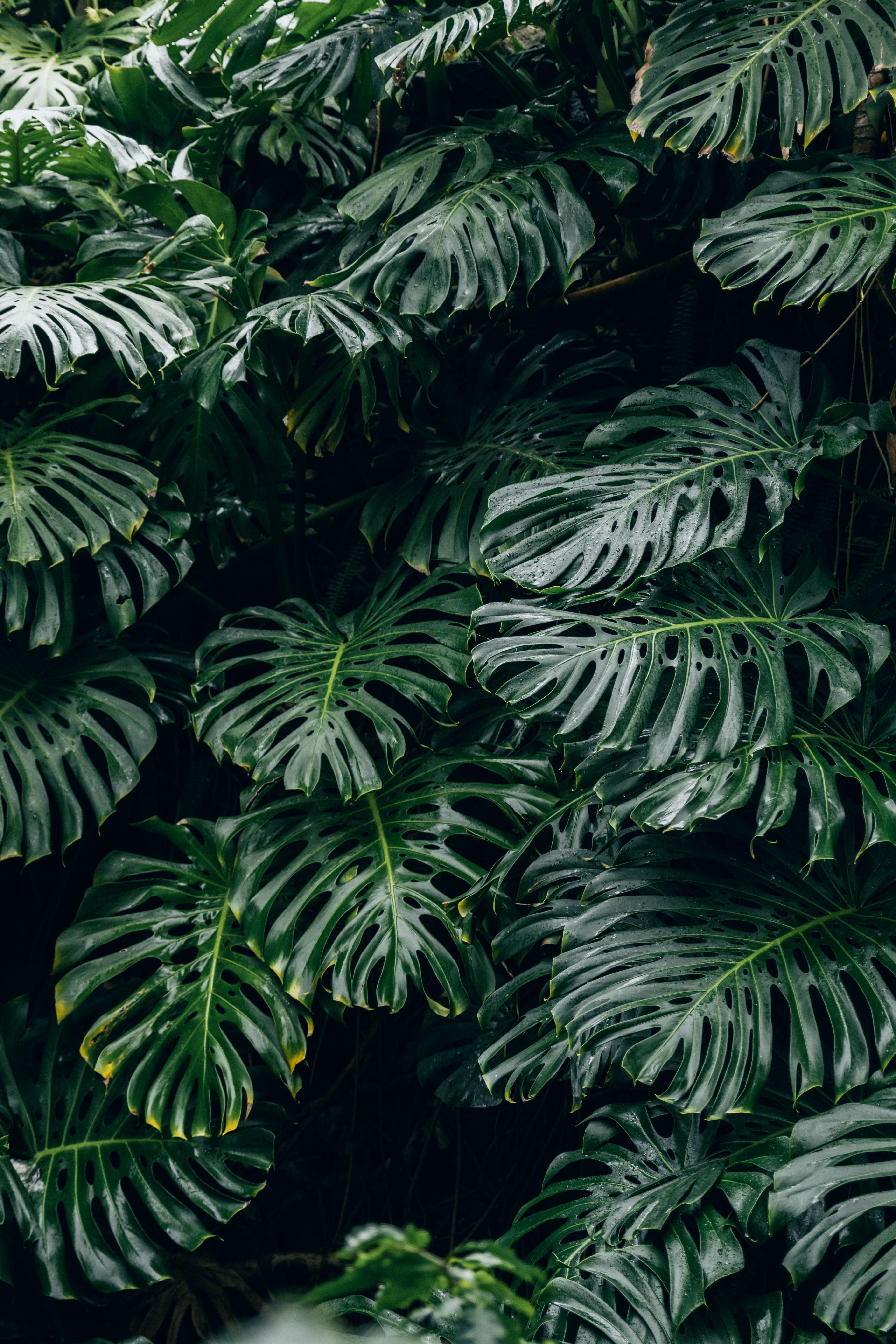 How to Properly Care for Your Monstera Deliciosa as a Beginner Plant Parent  | by Hannah Thomas | Medium