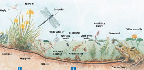 How to Attract Dragonflies to Pond: Expert Tips