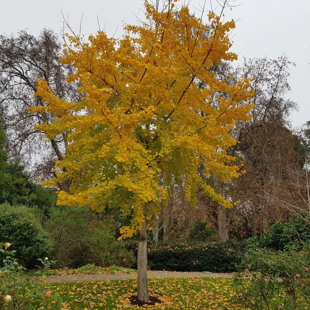 Street trees. Species that are often used as street… | by Peter