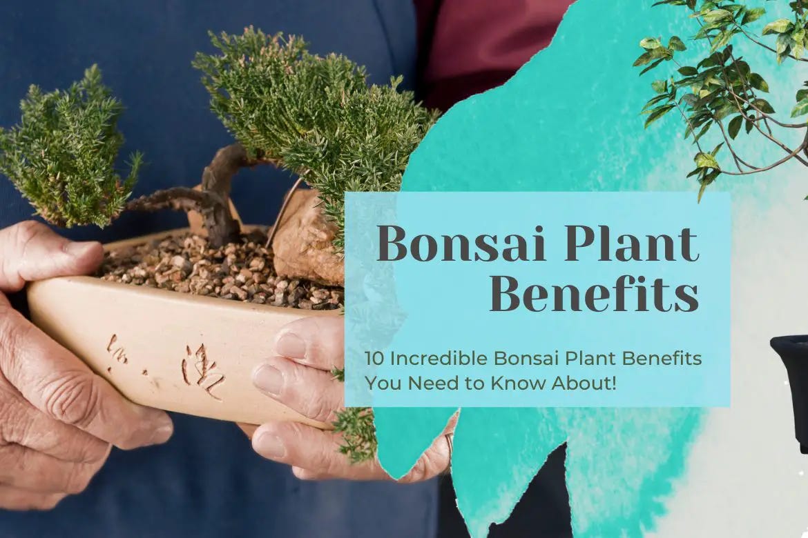 10 Incredible Bonsai Plant Benefits You Need to Know About! | by Bhupinder  Singh | Medium